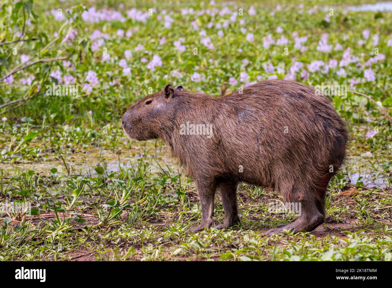 A male capybara (Hydrochoerus hydrochaeris) near the Piuval Lodge in the Northern Pantanal, State of Mato Grosso, Brazil. Stock Photo