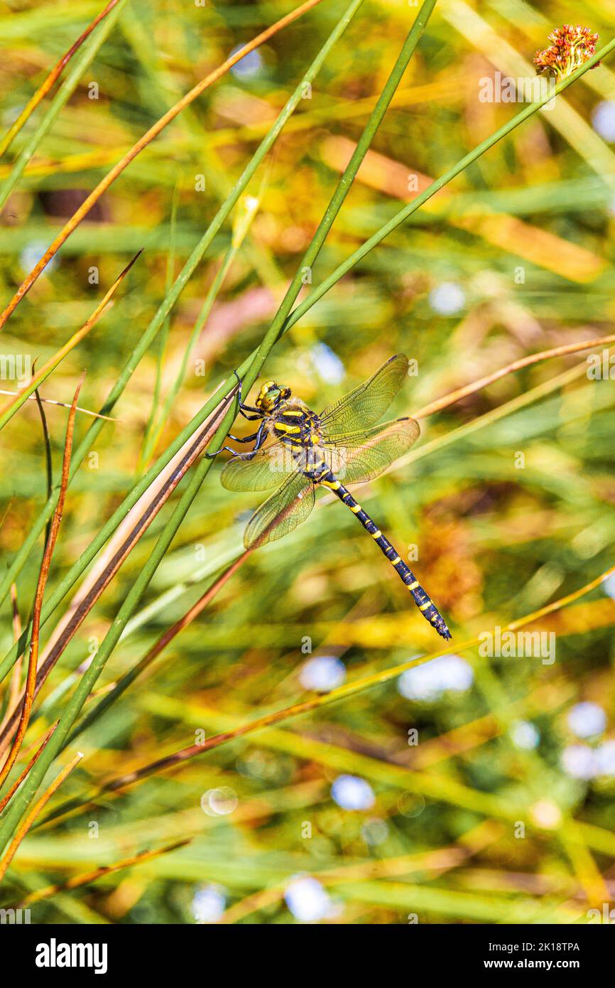 A Golden-ringed dragonfly (Cordulegaster boltonii) in the Exmoor National Park, Somerset UK Stock Photo