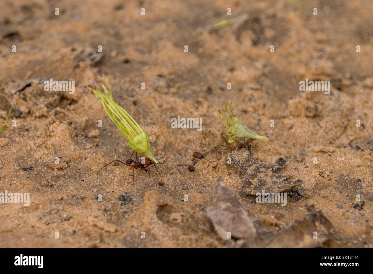 Leafcutter ants carrying plant material to their nest near the Piuval Lodge in the Northern Pantanal, State of Mato Grosso, Brazil. Stock Photo