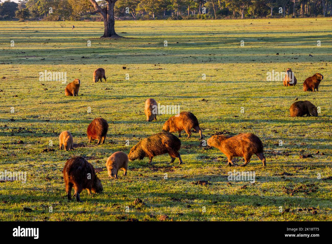 A herd of capybaras (Hydrochoerus hydrochaeris) feeding on grass early morning near the Piuval Lodge in the Northern Pantanal, State of Mato Grosso, B Stock Photo