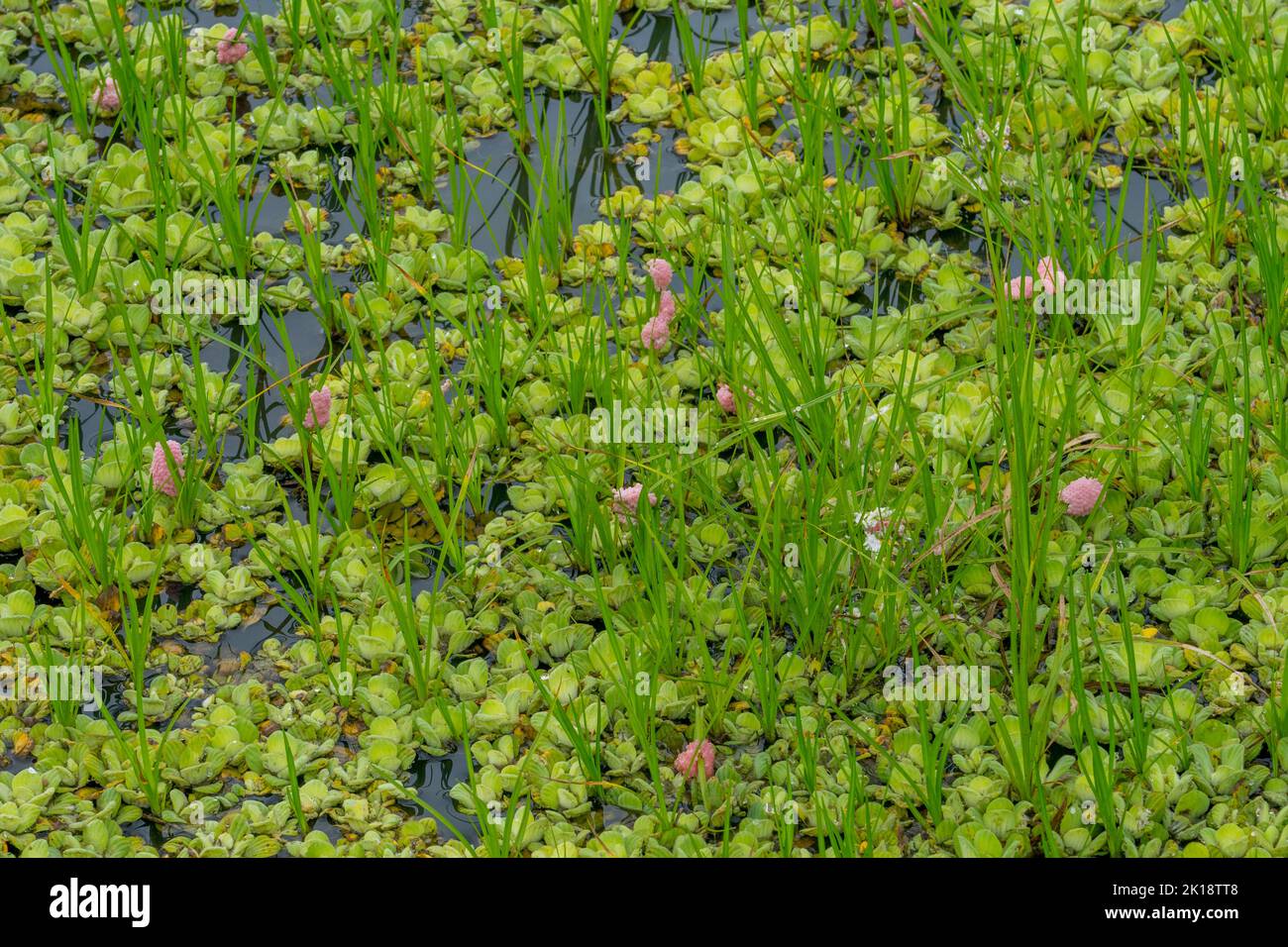 Pink Apple snail eggs on aquatic plants in a wetland near the Piuval