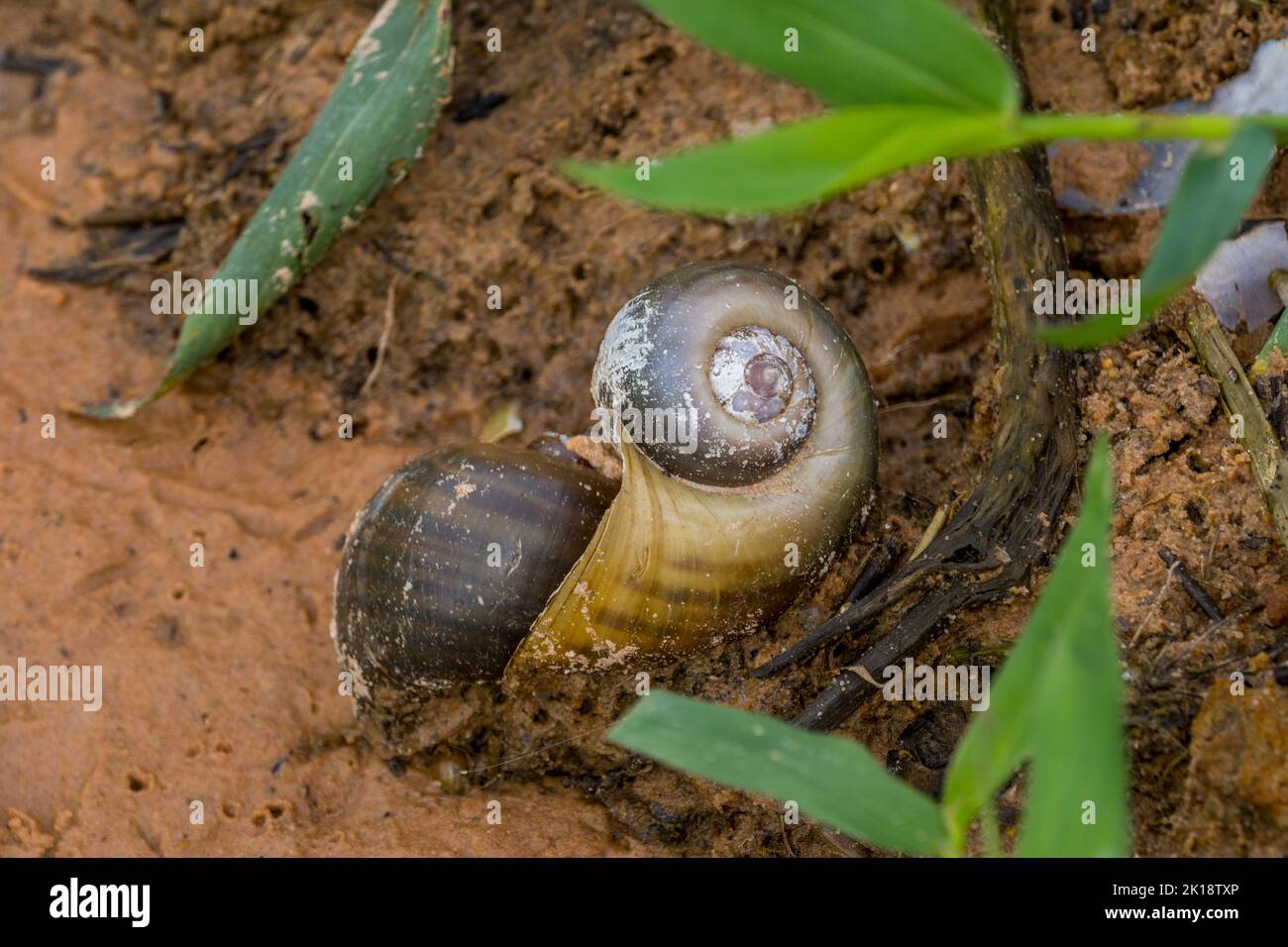An Apple snail in a wetland near the Piuval Lodge in the Northern