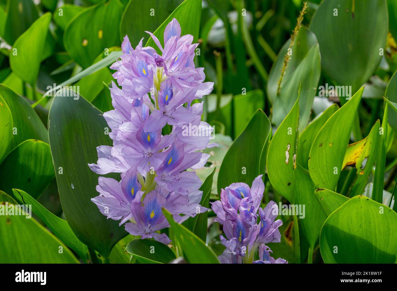 Flowering water hyacinths in a wetland near the Piuval Lodge in the Northern Pantanal, State of Mato Grosso, Brazil. Stock Photo