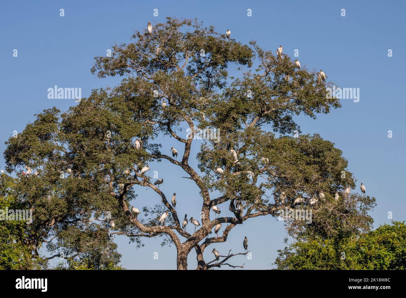 Wood storks (Mycteria americana) roosting in a tree along the Transpantaneira Highway in the northern Pantanal, Mato Grosso province in Brazil. Stock Photo