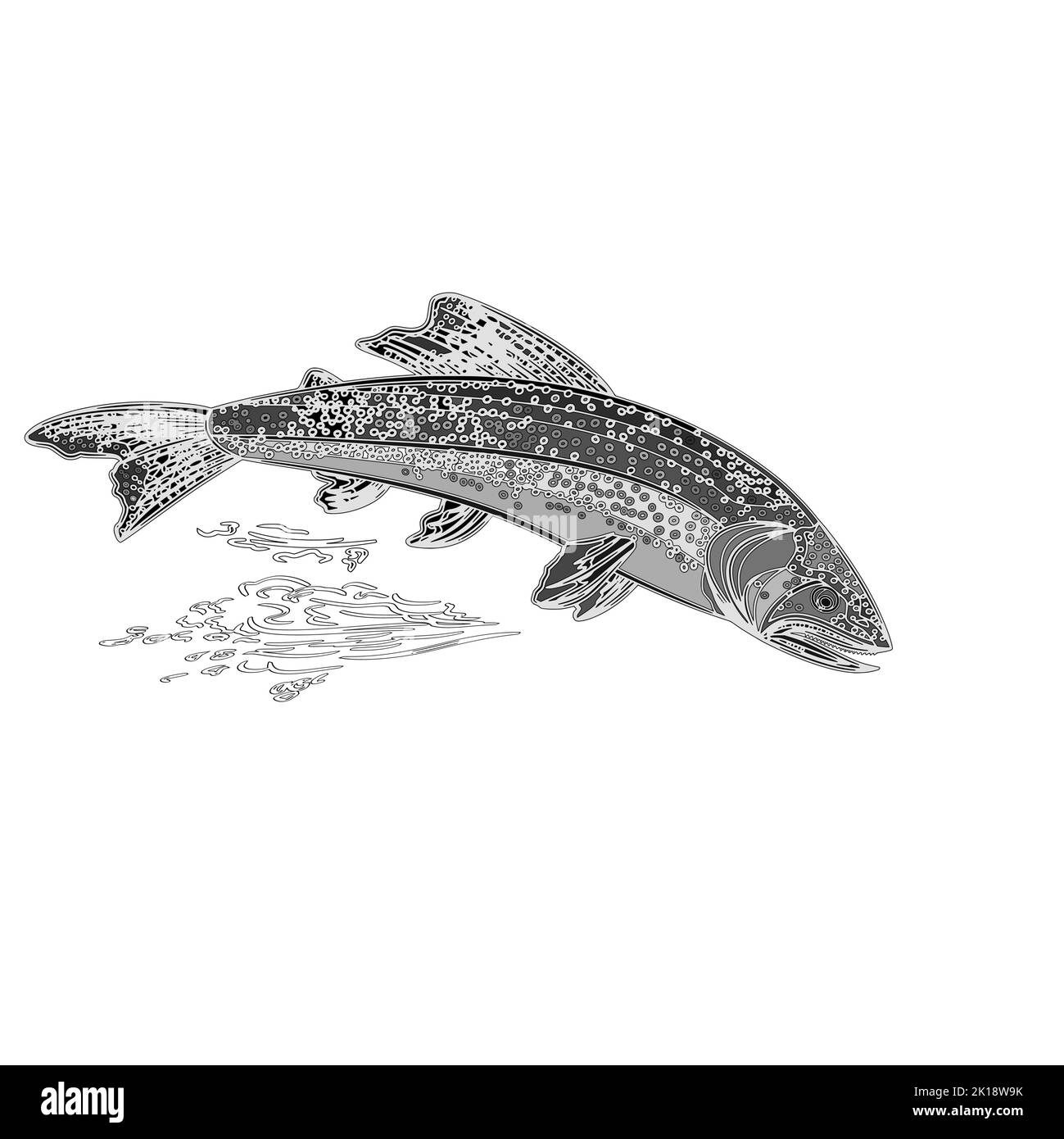 American brook trout salmonidae fish as vintage engraved vector illustration Stock Vector