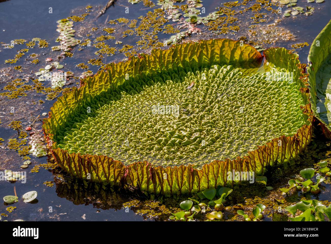 View of Victoria amazonica giant water lily leaf with spiny edges at Porto Jofre in the northern Pantanal, Mato Grosso province in Brazil. Stock Photo