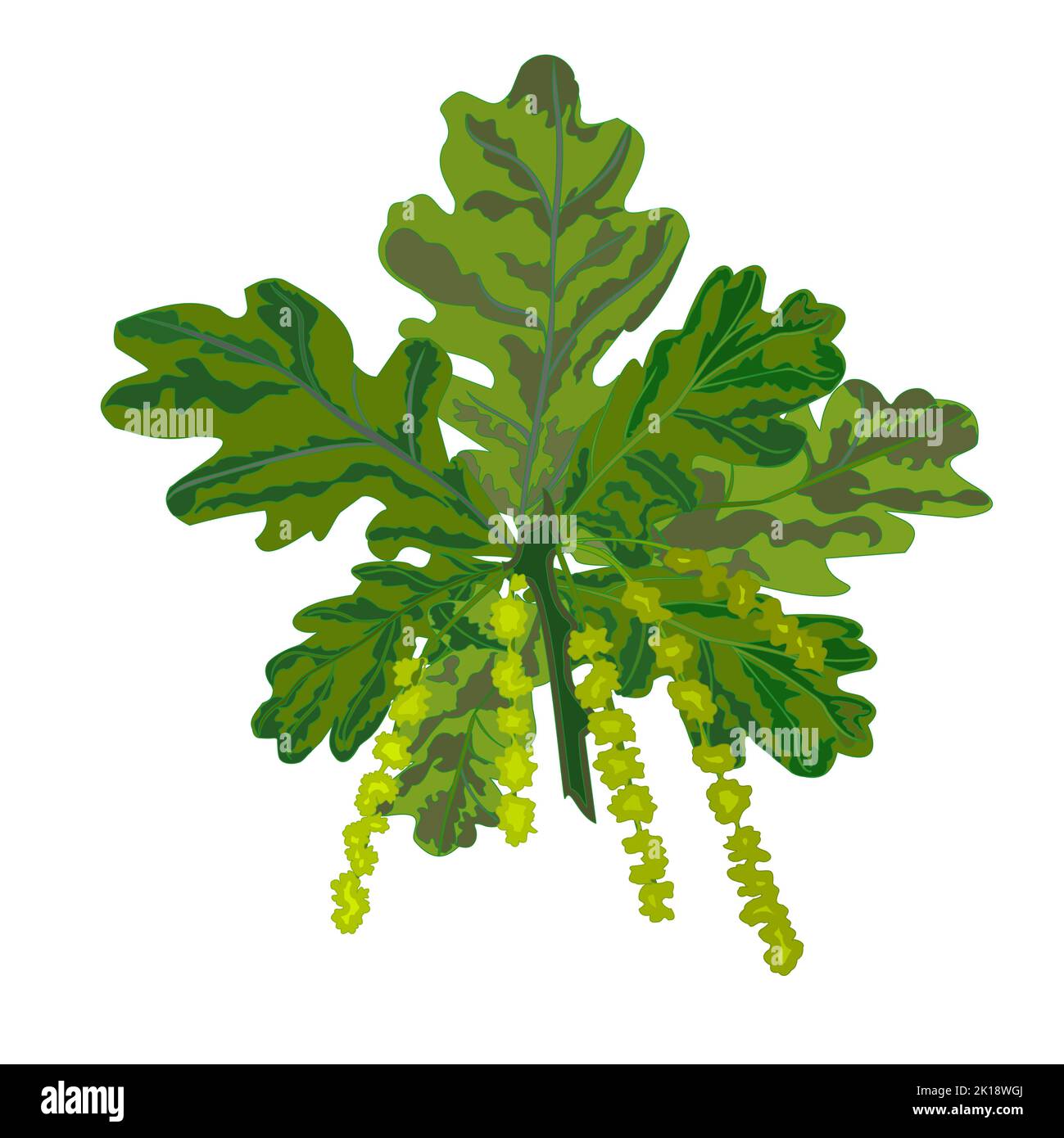 Oak tree catkins stock vector images alamy