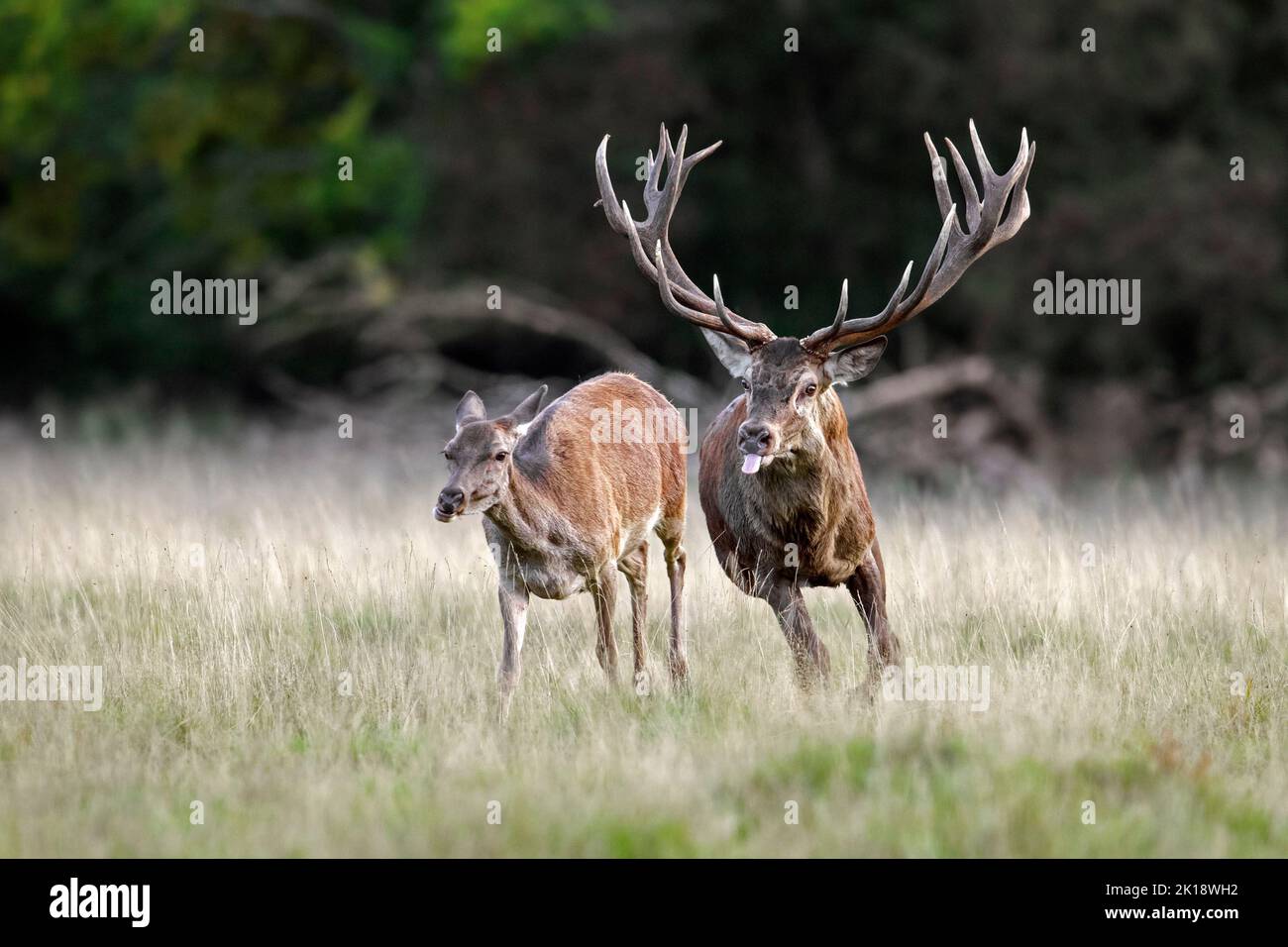 Red deer (Cervus elaphus) stag chasing hind / female in heat in grassland at forest edge during the rut in autumn / fall Stock Photo