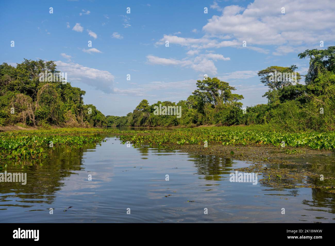 A small tributary river of the Cuiaba River near Porto Jofre in the northern Pantanal, Mato Grosso province in Brazil. Stock Photo