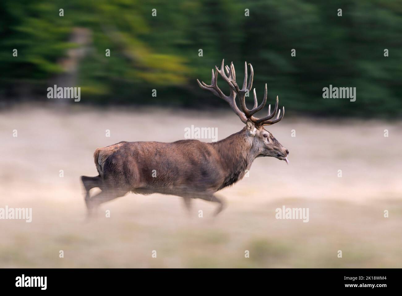 Red deer (Cervus elaphus) stag running in grassland at forest edge during the rut in autumn / fall Stock Photo