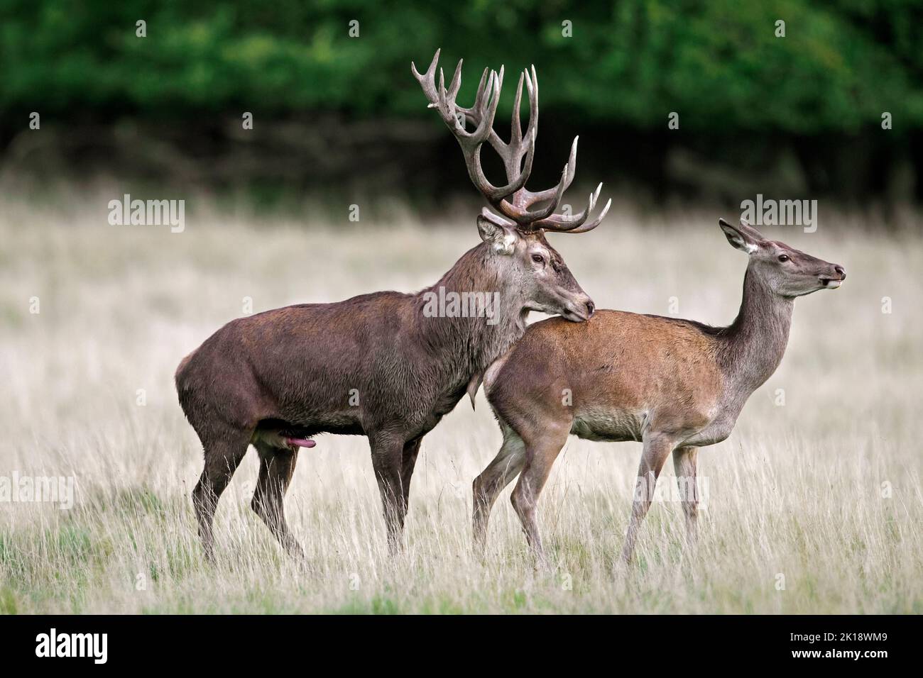 Red deer (Cervus elaphus) stag with erect penis sniffing hind / female in heat in grassland at forest edge during the rut in autumn / fall Stock Photo