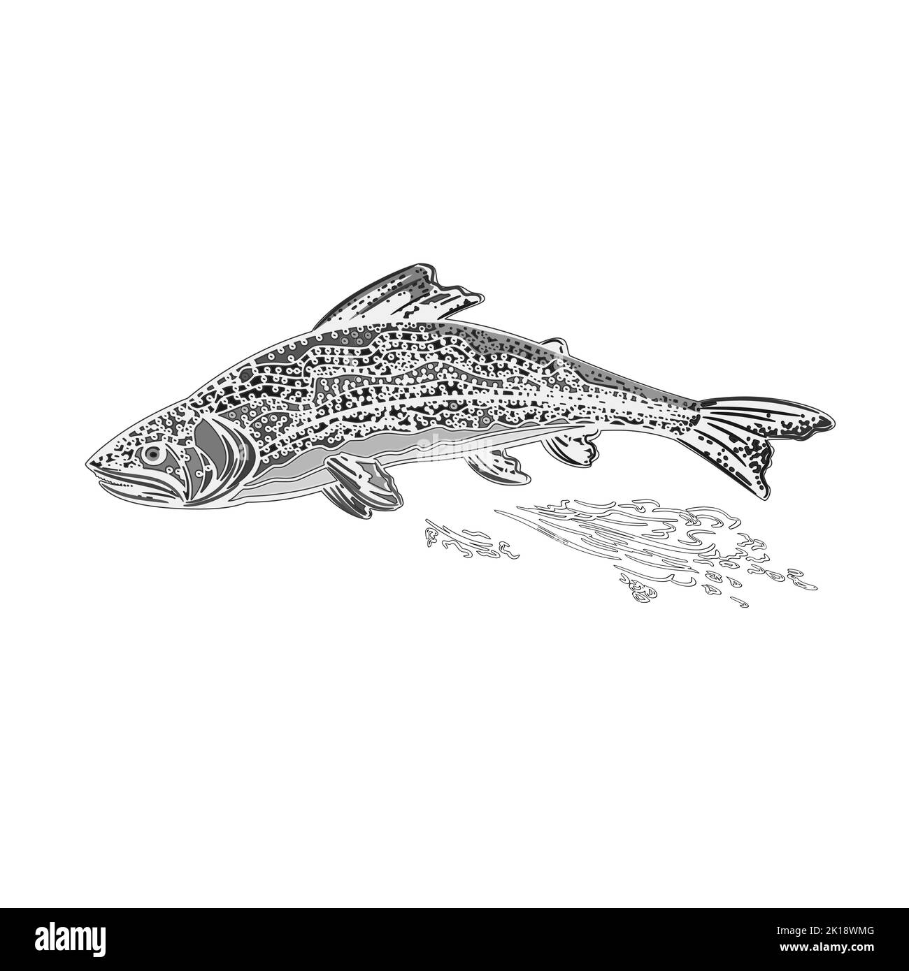 Rainbow trout salmonidae as vintage engraved vector illustration Stock Vector