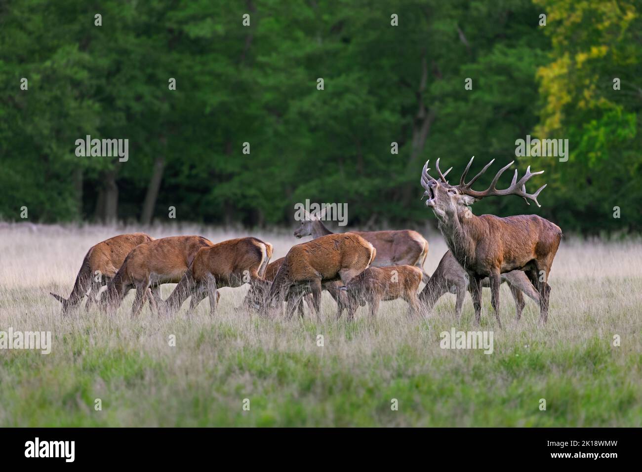 Red deer (Cervus elaphus) stag bellowing and hinds with juveniles grazing in grassland at forest's edge during the rut in autumn / fall Stock Photo
