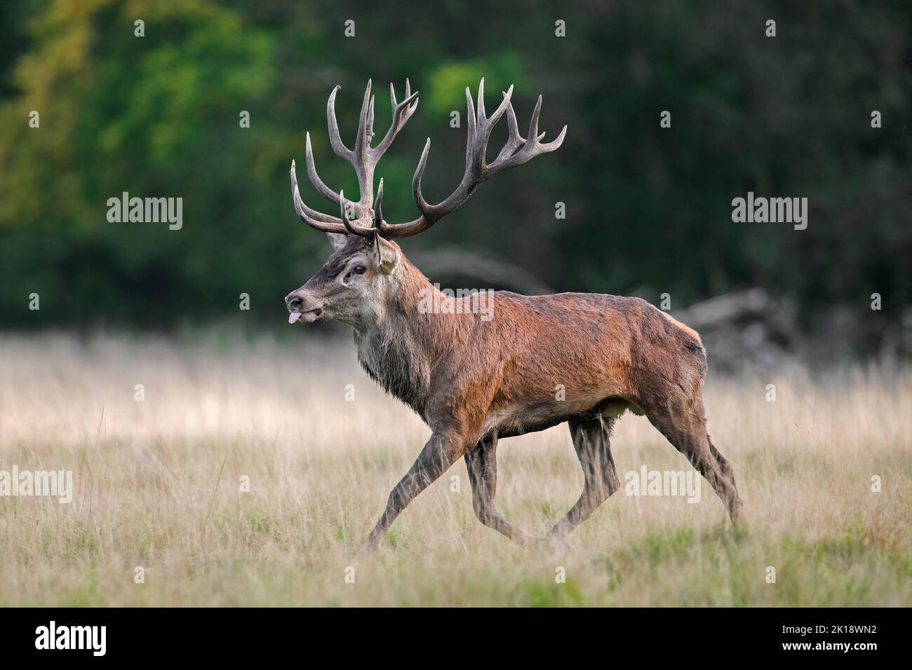 Red deer (Cervus elaphus) stag sniffing scent of hinds in heat in grassland at forest's edge during the rut in autumn / fall Stock Photo