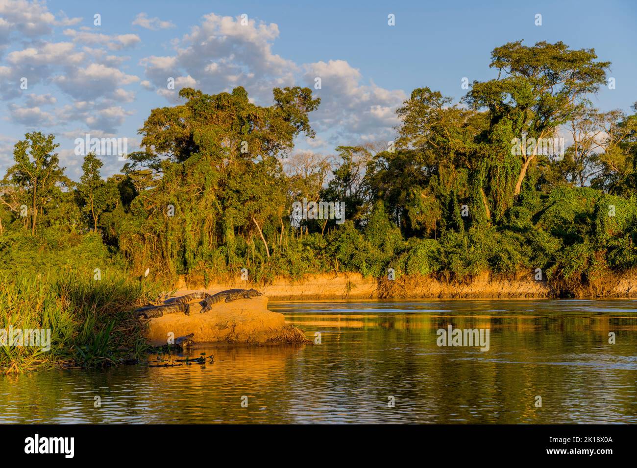 Yacare caimans (Caiman yacare) in the evening sunshine on a sandy beach along a tributary of the Cuiaba River near Porto Jofre in the northern Pantana Stock Photo