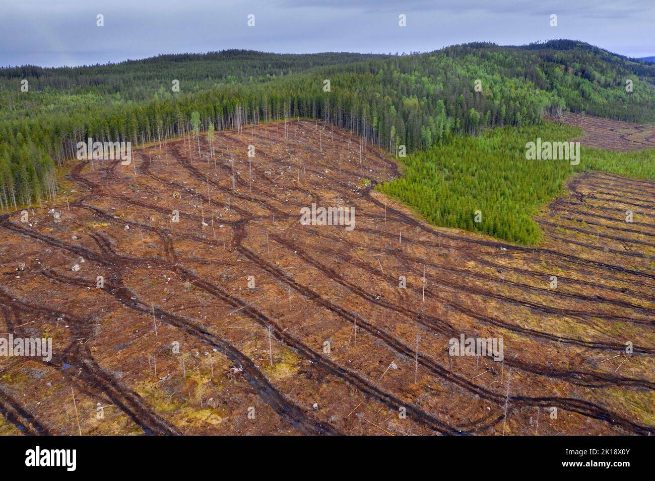 Aerial view over Swedish clearcut area, clearcutting / clearfelling is a forestry / logging practice in which all trees are cut down, Dalarna, Sweden Stock Photo