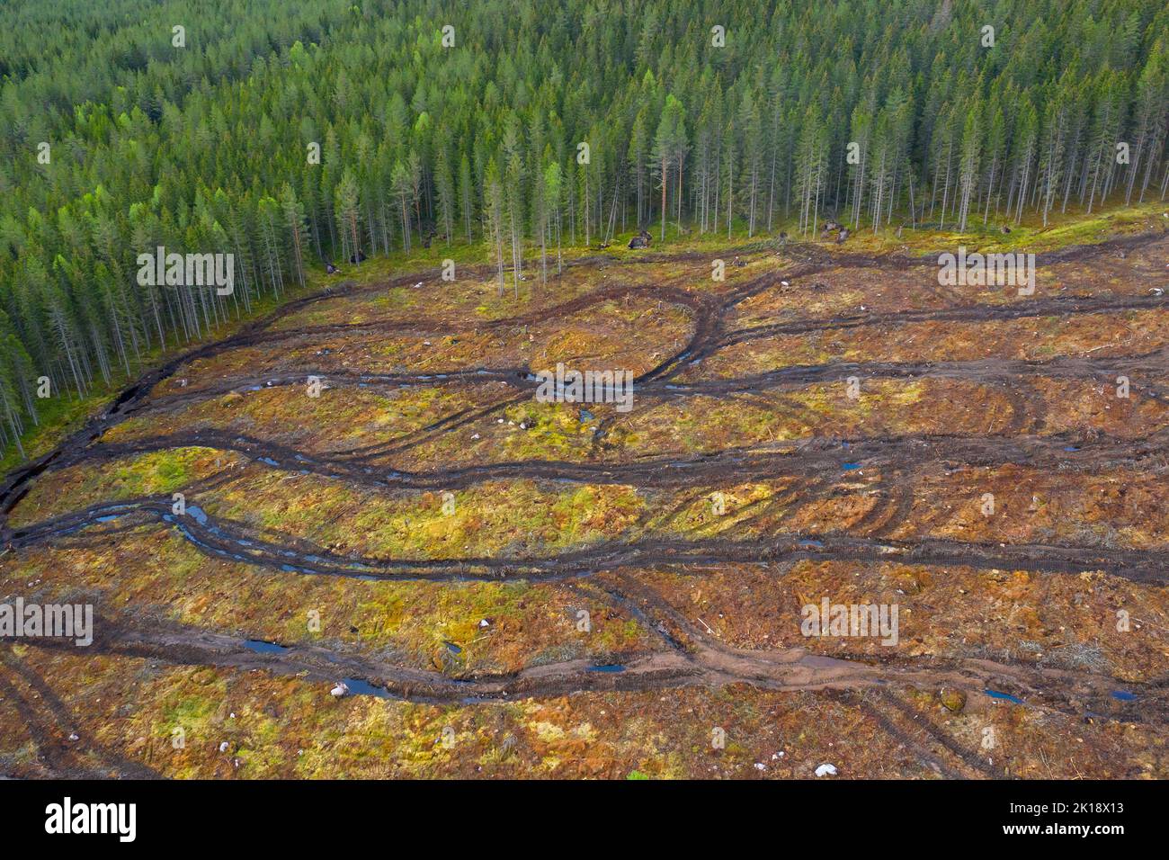 Aerial view over clearcut showing tracks of harvesters, clearcutting / clearfelling is a forestry / logging practice in which all trees are cut down Stock Photo