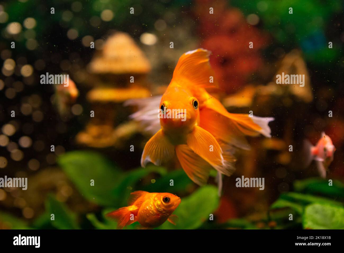 Beautiful red swimming goldwish in home aquarium Stock Photo