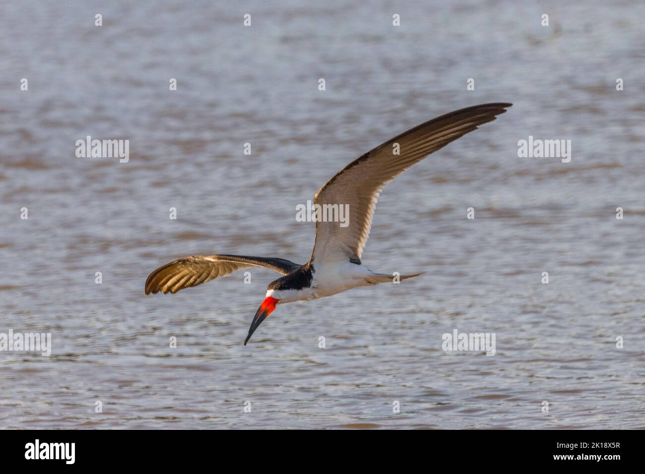 A Black skimmer (Rynchops niger) is feeding by skimming over the water surface on the Cuiaba River near Porto Jofre in the northern Pantanal, Mato Gro Stock Photo