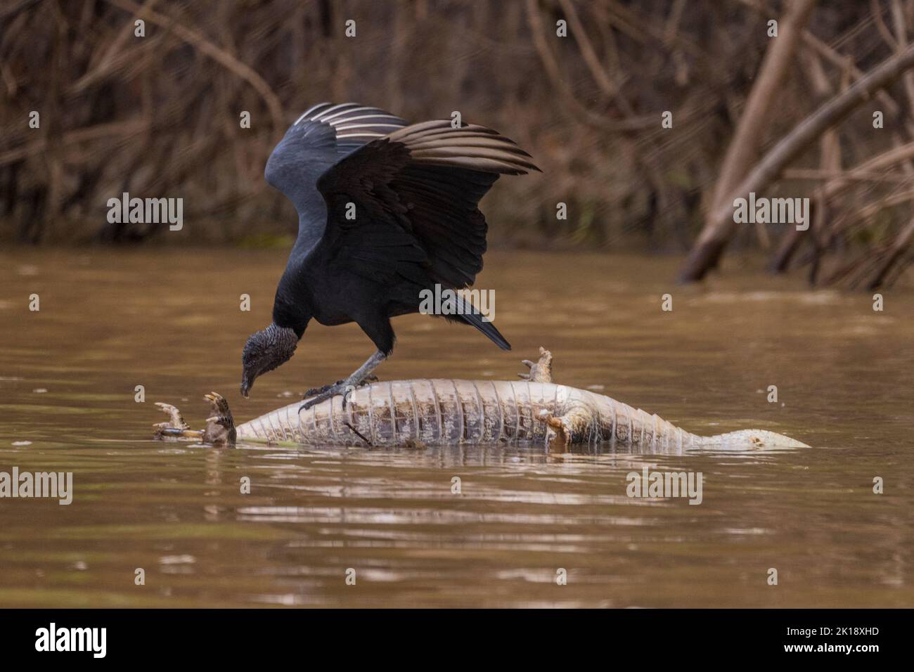 A Black vulture (Coragyps atratus) is feeding on a caiman carcass floating on the Cuiaba River near Porto Jofre in the northern Pantanal, Mato Grosso Stock Photo