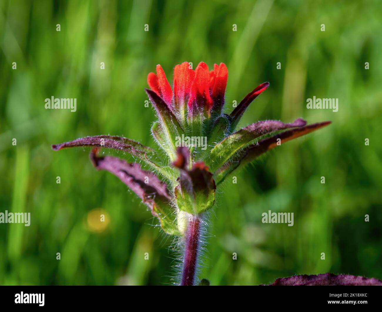 Macro photography of a scarlet Indian paintbrush flower, captured in a field near the town of Arcabuco in the Andean mountains of Colombia. Stock Photo