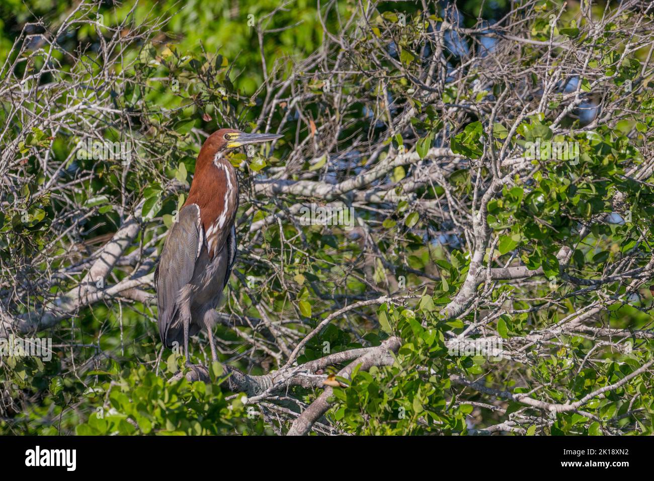 A Rufescent tiger heron (Tigrisoma lineatum) perched in a tree along a tributary of the Cuiaba River near Porto Jofre in the northern Pantanal, Mato G Stock Photo