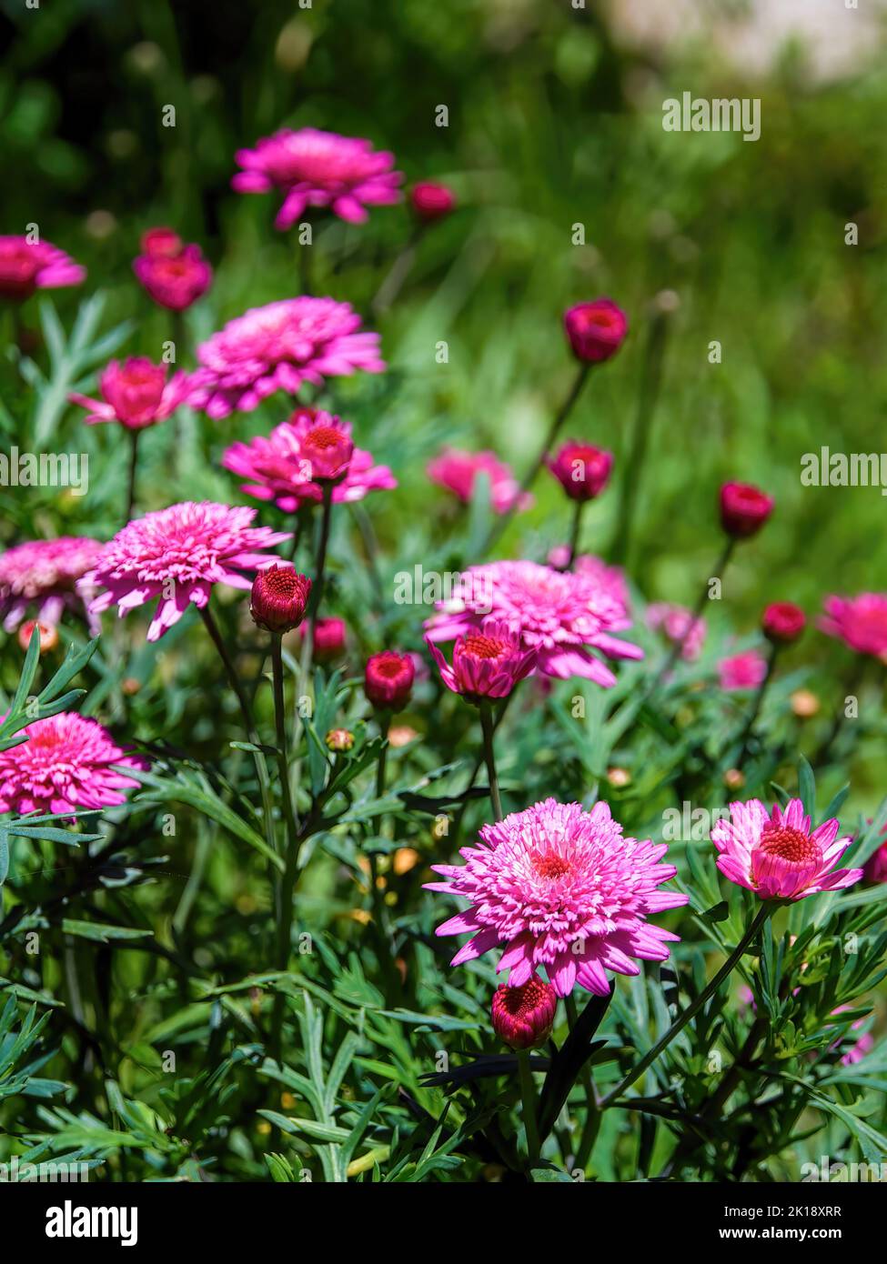 Close-up photography of some red Argyranthemum frutescens flowers, captured in  a garden near the colonial town of Villa de Leyva in central Colombia. Stock Photo