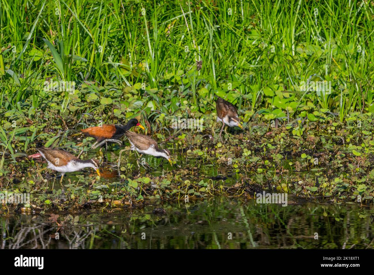 Wattled jacanas (Jacana jacana) searching for food in the vegetation along the shore of a tributary of the Cuiaba River near Porto Jofre in the northe Stock Photo