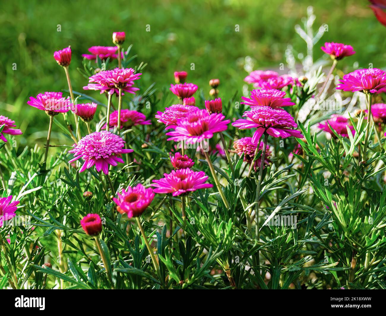 Close-up photography of some red Argyranthemum frutescens flowers, captured in  a garden near the colonial town of Villa de Leyva in central Colombia. Stock Photo