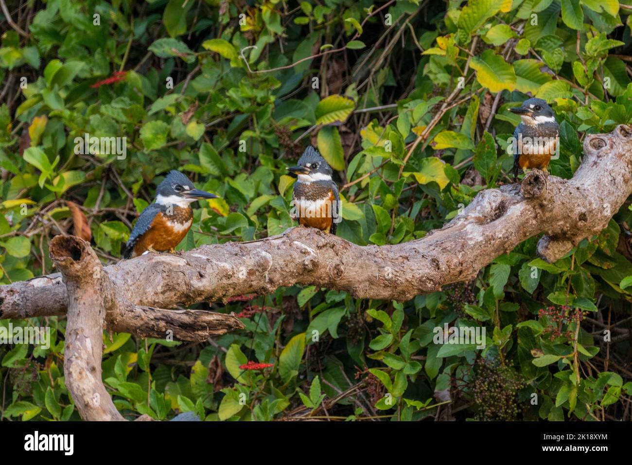 A group of Ringed kingfishers (Ceryle torquata) perched on a branch at a tributary of the Cuiaba River near Porto Jofre in the northern Pantanal, Mato Stock Photo