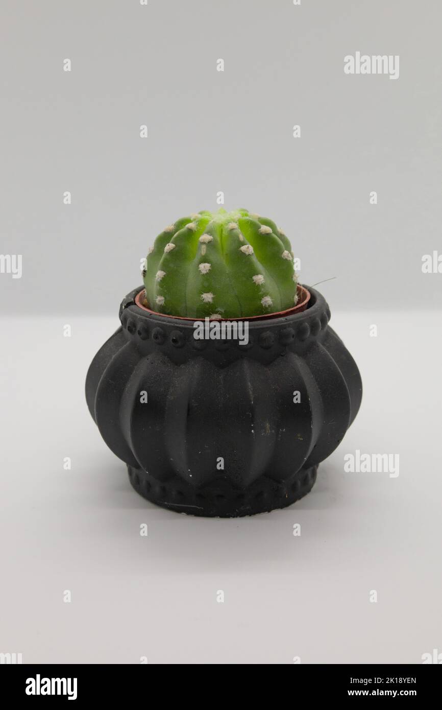 Cactus in pot isolated on white background Stock Photo Alamy