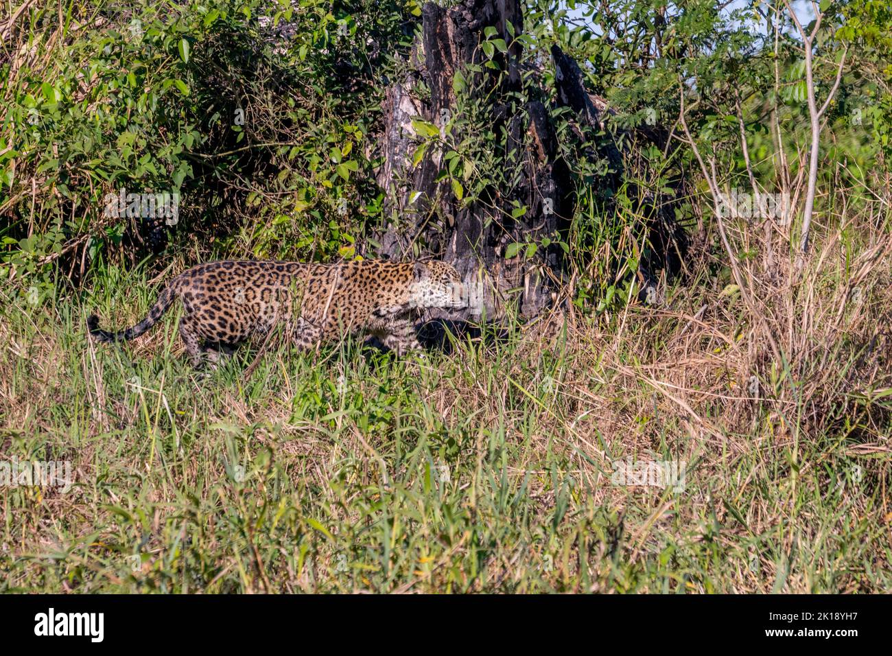 A Jaguar (Panthera onca) is stalking through the vegetation on a riverbank at one of the tributaries of the Cuiaba River near Porto Jofre in the north Stock Photo