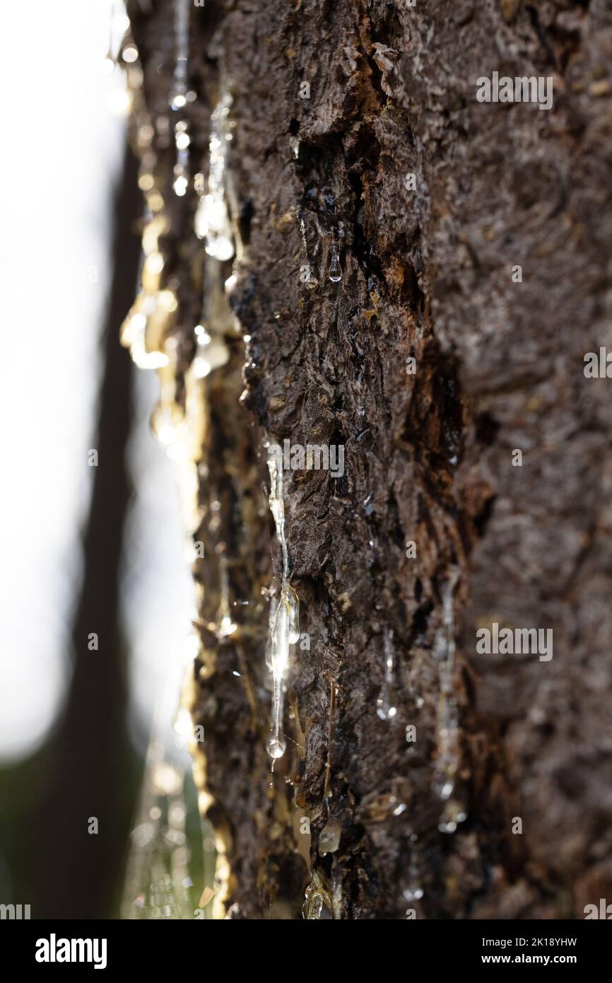 Sun glistening through sap dripping down the side of a pine tree. Stock Photo