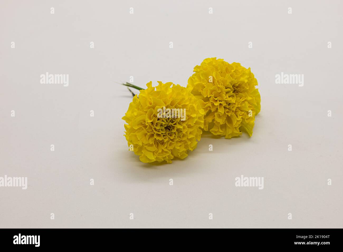 Yellow marigolds isolated on white background. Stock Photo