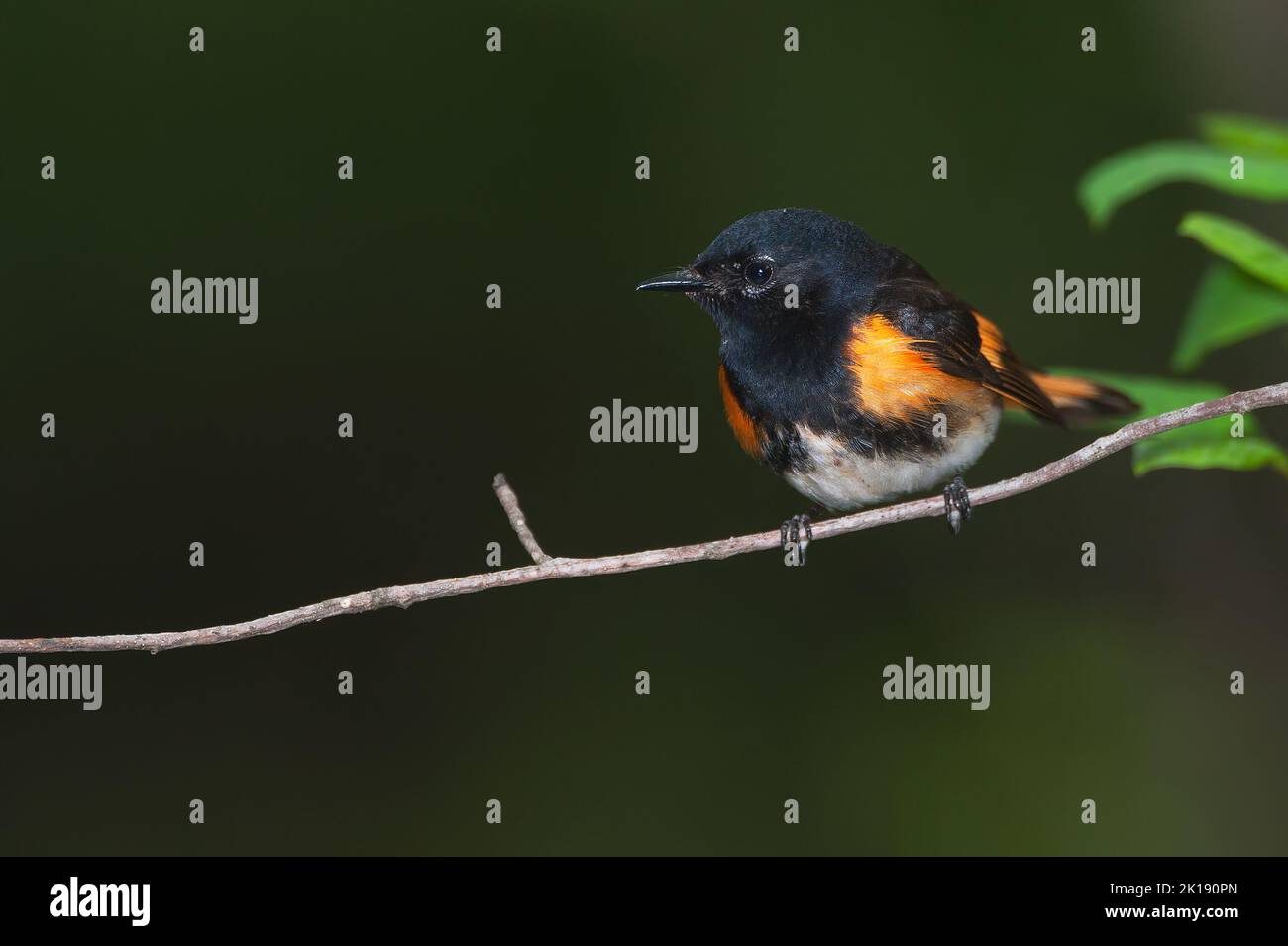 Adult male American redstart warbler in spring Stock Photo