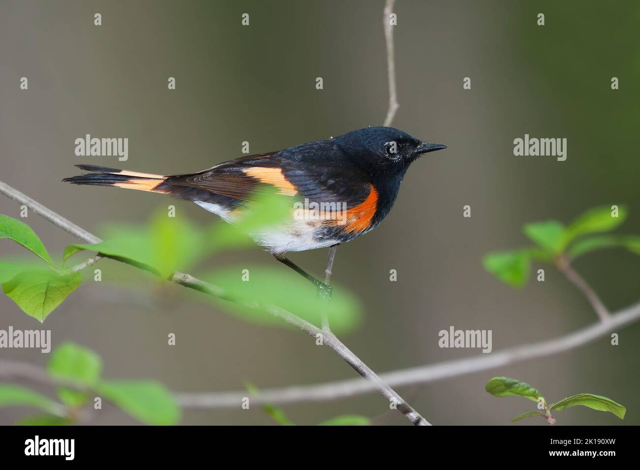 Adult male American redstart warbler in spring Stock Photo