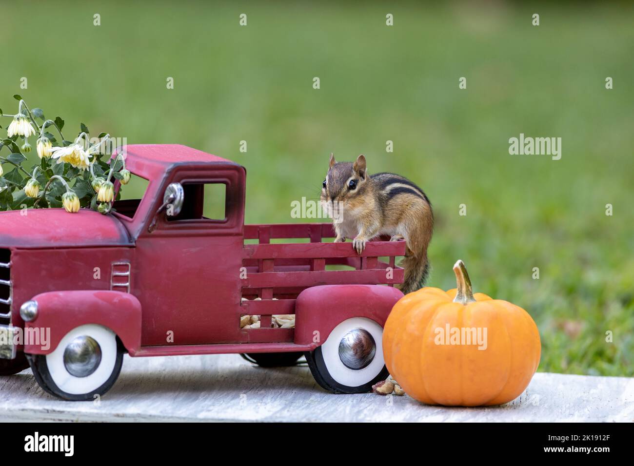Adorable Eastern Chipmunk searches for snacks in Fall Autumn scene with classic red truck and pumpkin Stock Photo