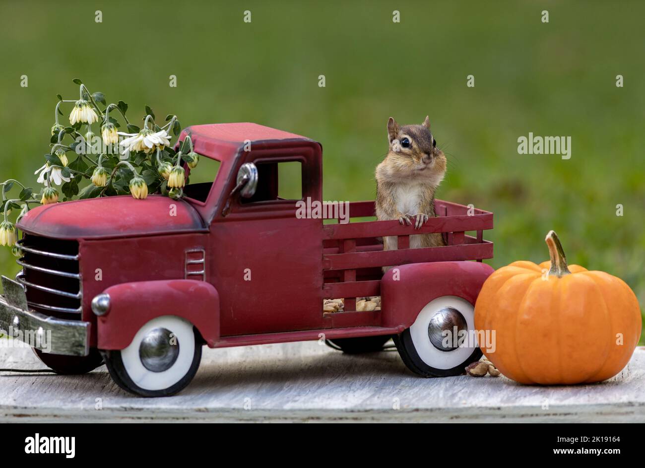 Adorable Eastern Chipmunk searches for snacks in Fall Autumn scene with classic red truck and pumpkin Stock Photo