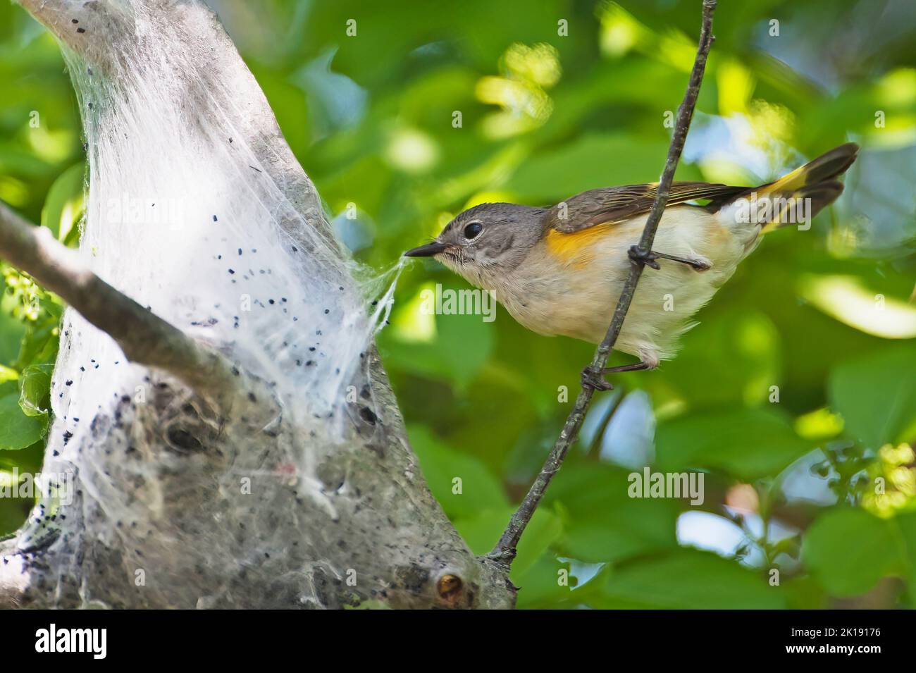 Female American redstart warbler collecting tent caterpillar ski to use in nest Stock Photo