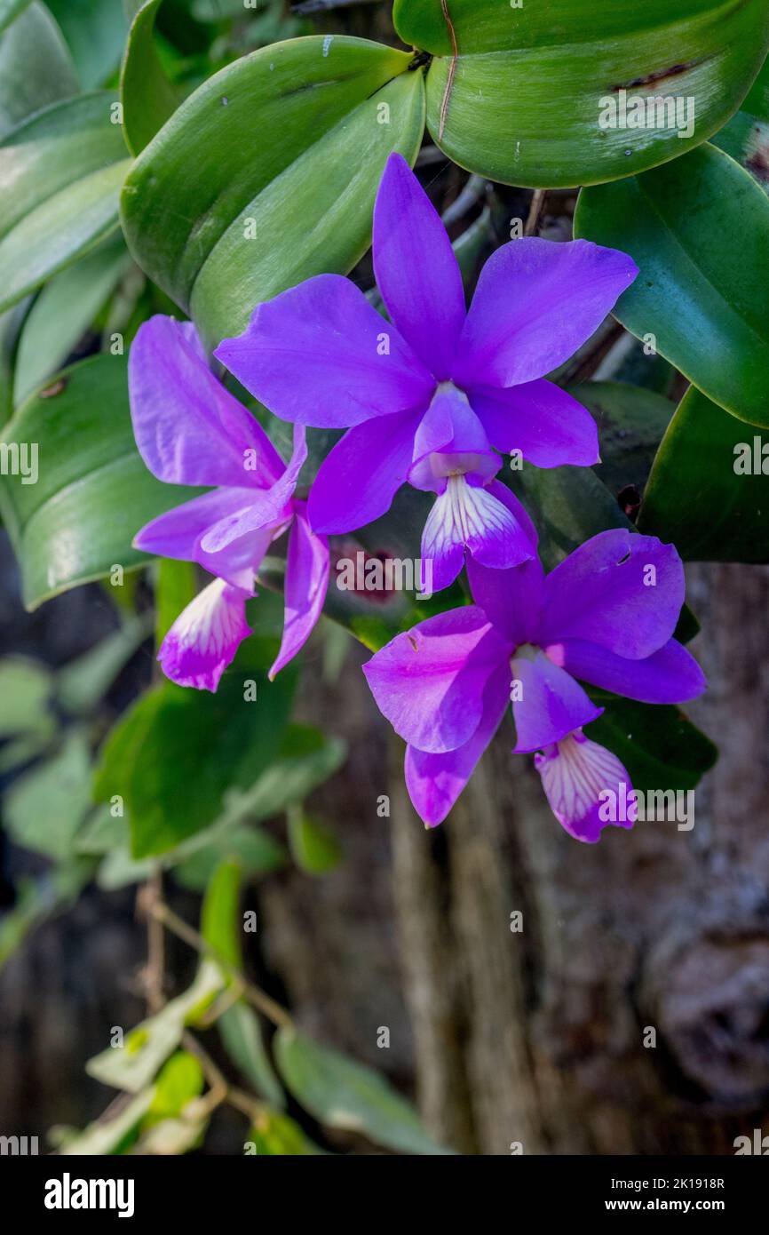 Cattleya orchids growing in the garden of the Aymara Lodge in the northern Pantanal, Mato Grosso province in Brazil. Stock Photo
