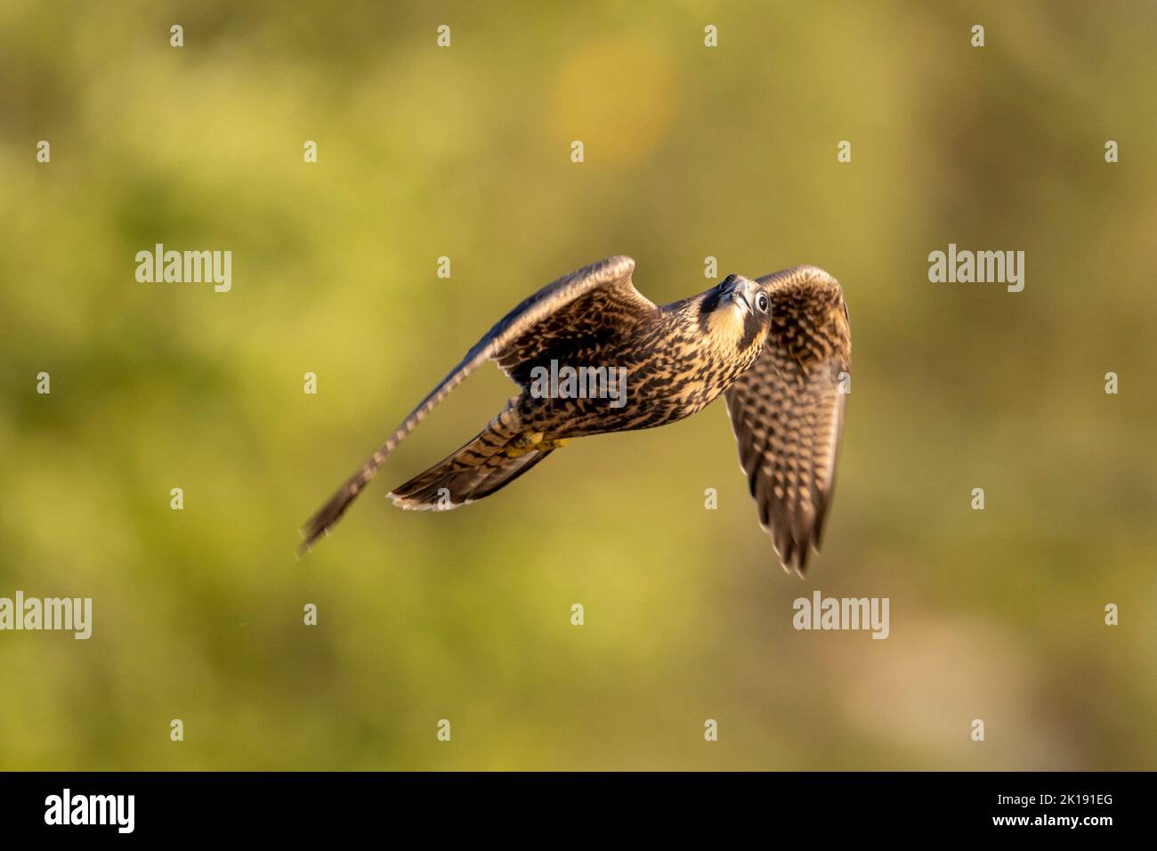 (Ottawa, Canada---15 September 2022) A peregrine falcon flying away ...