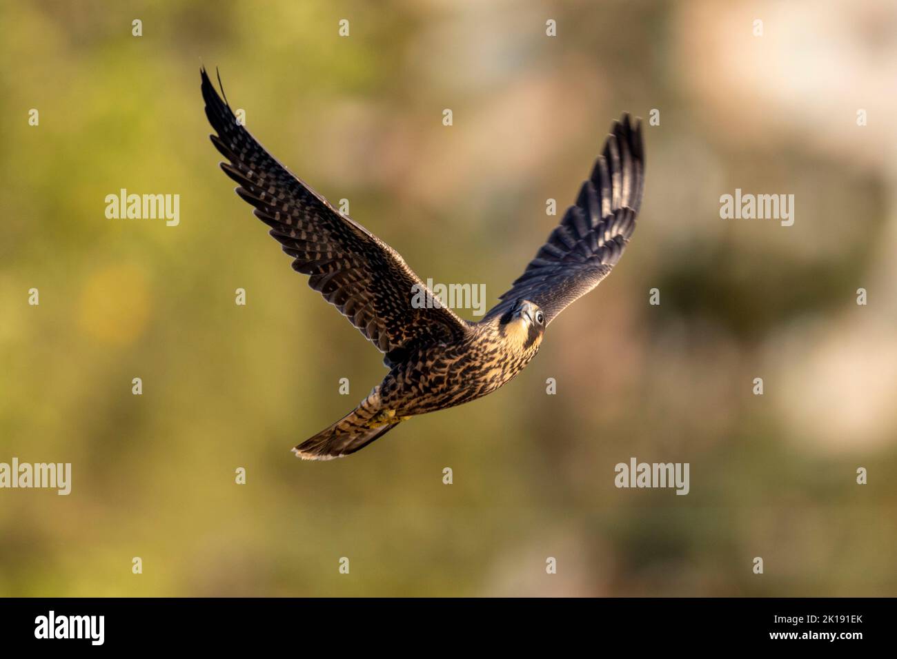 (Ottawa, Canada---15 September 2022) A peregrine falcon flying away ...