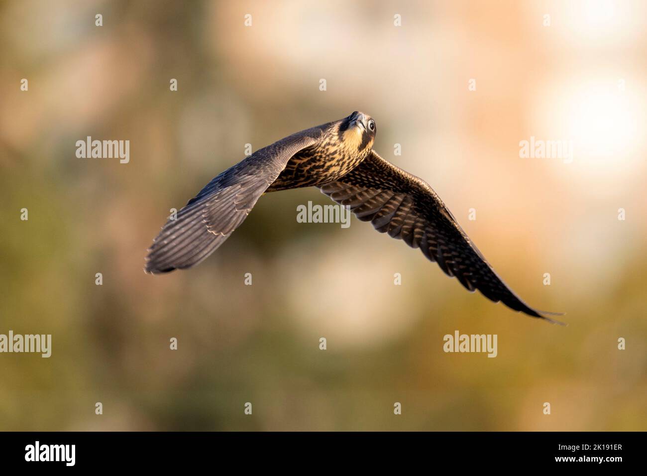 (Ottawa, Canada---15 September 2022) A peregrine falcon flying away ...