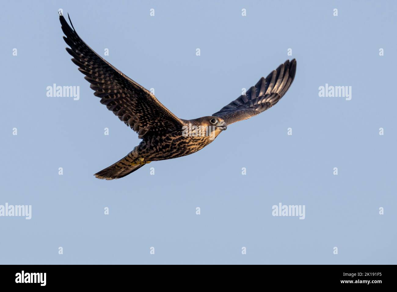 (Ottawa, Canada---15 September 2022) A peregrine falcon flying away ...