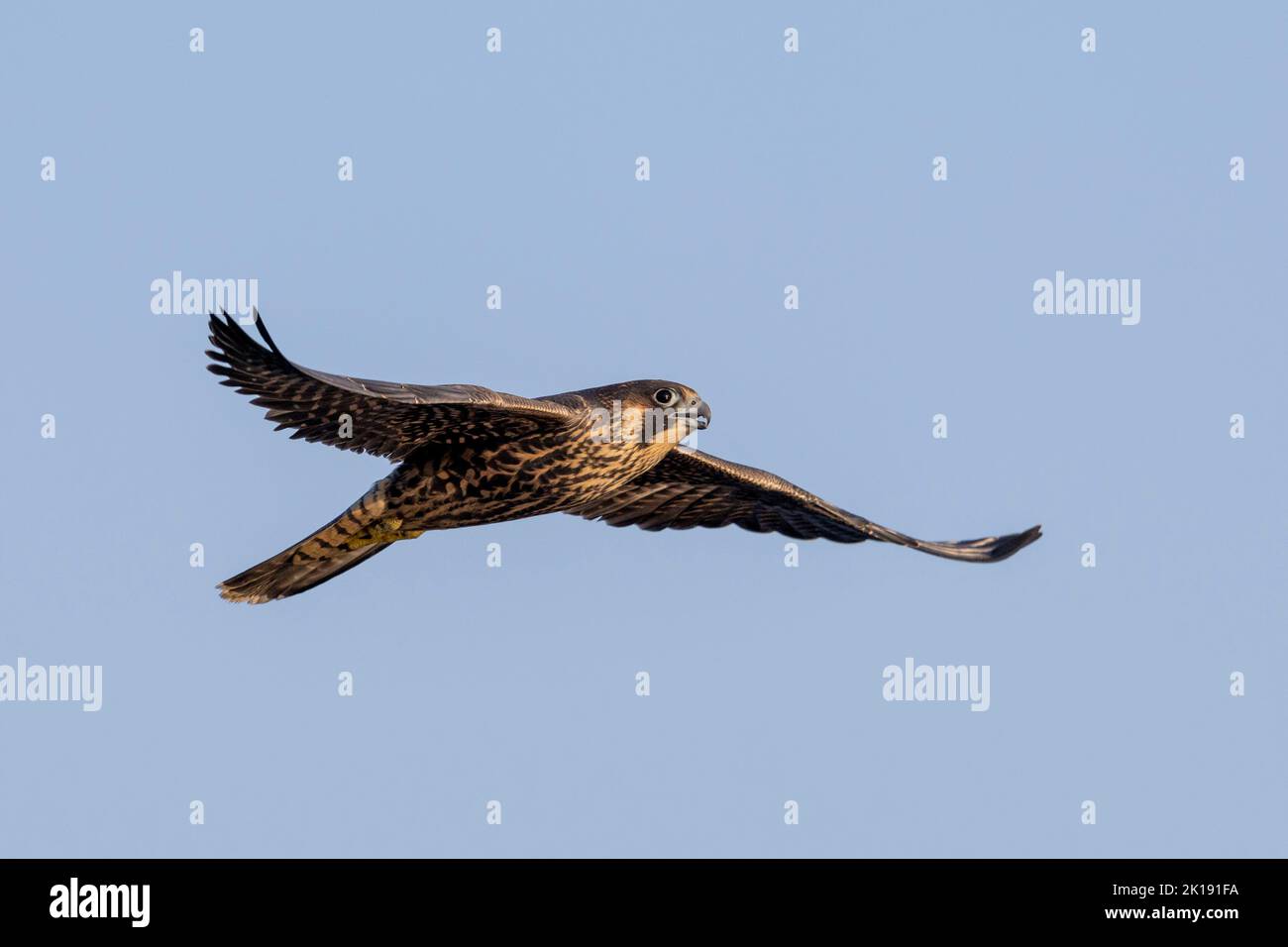 (Ottawa, Canada---15 September 2022) A peregrine falcon flying away ...