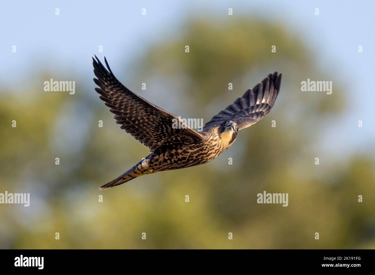 (Ottawa, Canada---15 September 2022) A peregrine falcon flying away ...