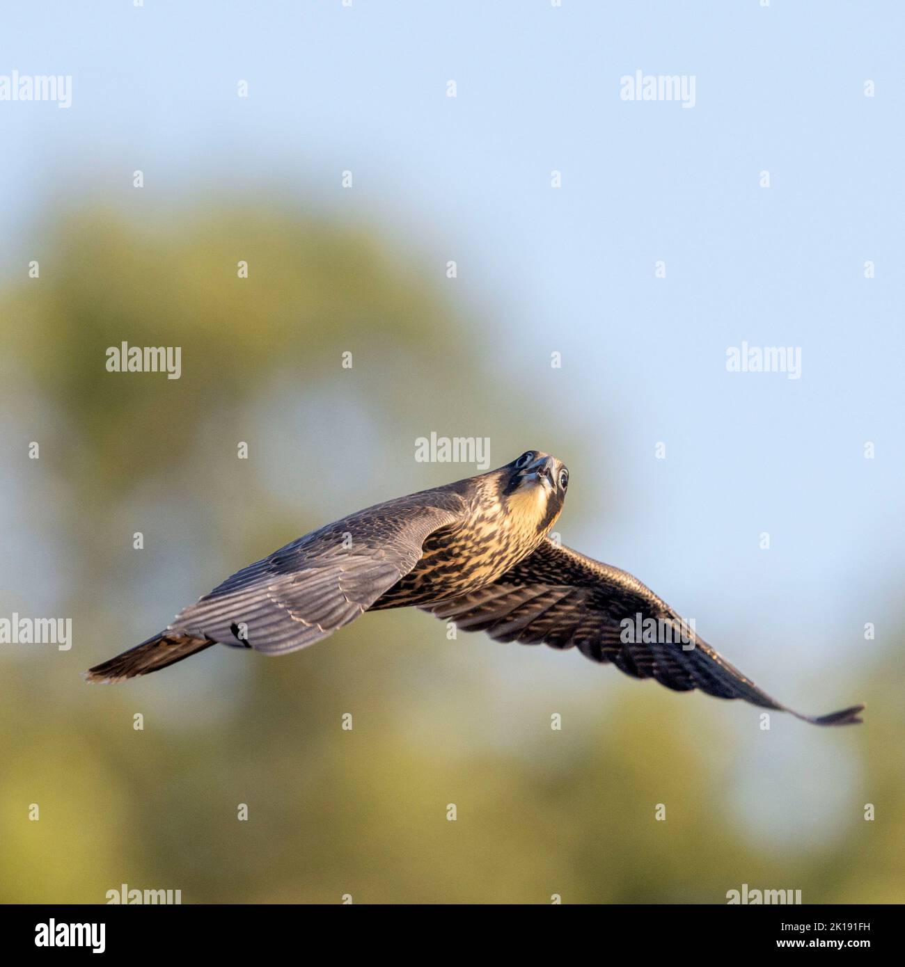(Ottawa, Canada---15 September 2022) A peregrine falcon flying away ...