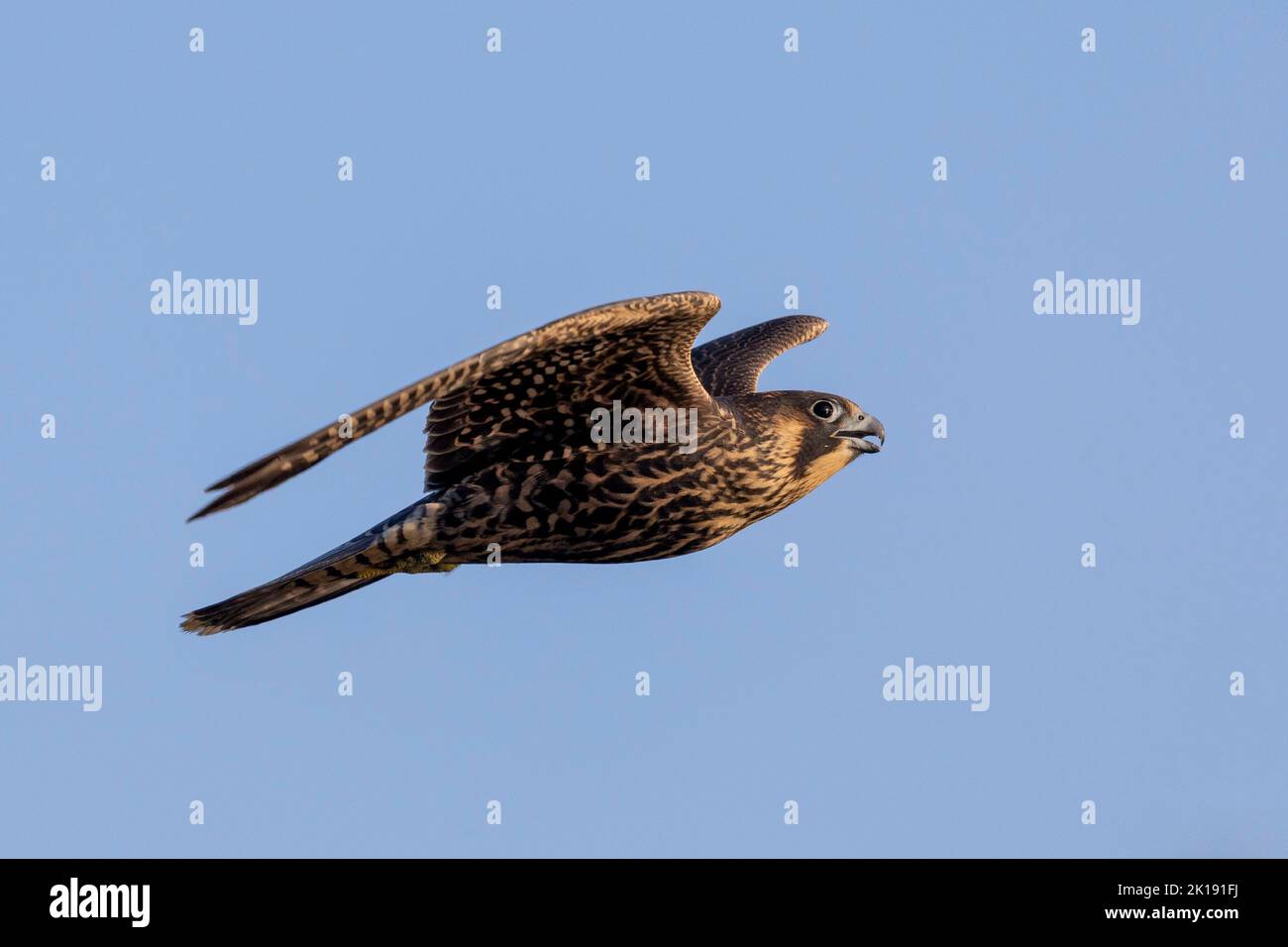 (Ottawa, Canada---15 September 2022) A peregrine falcon flying away ...