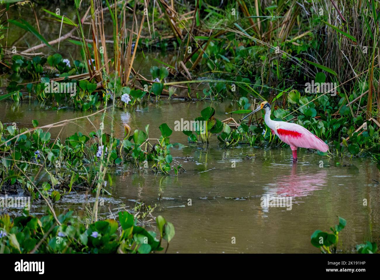 A Roseate spoonbill (Platalea ajaja) in a wetland near the Aymara Lodge in the Northern Pantanal, State of Mato Grosso, Brazil. Stock Photo