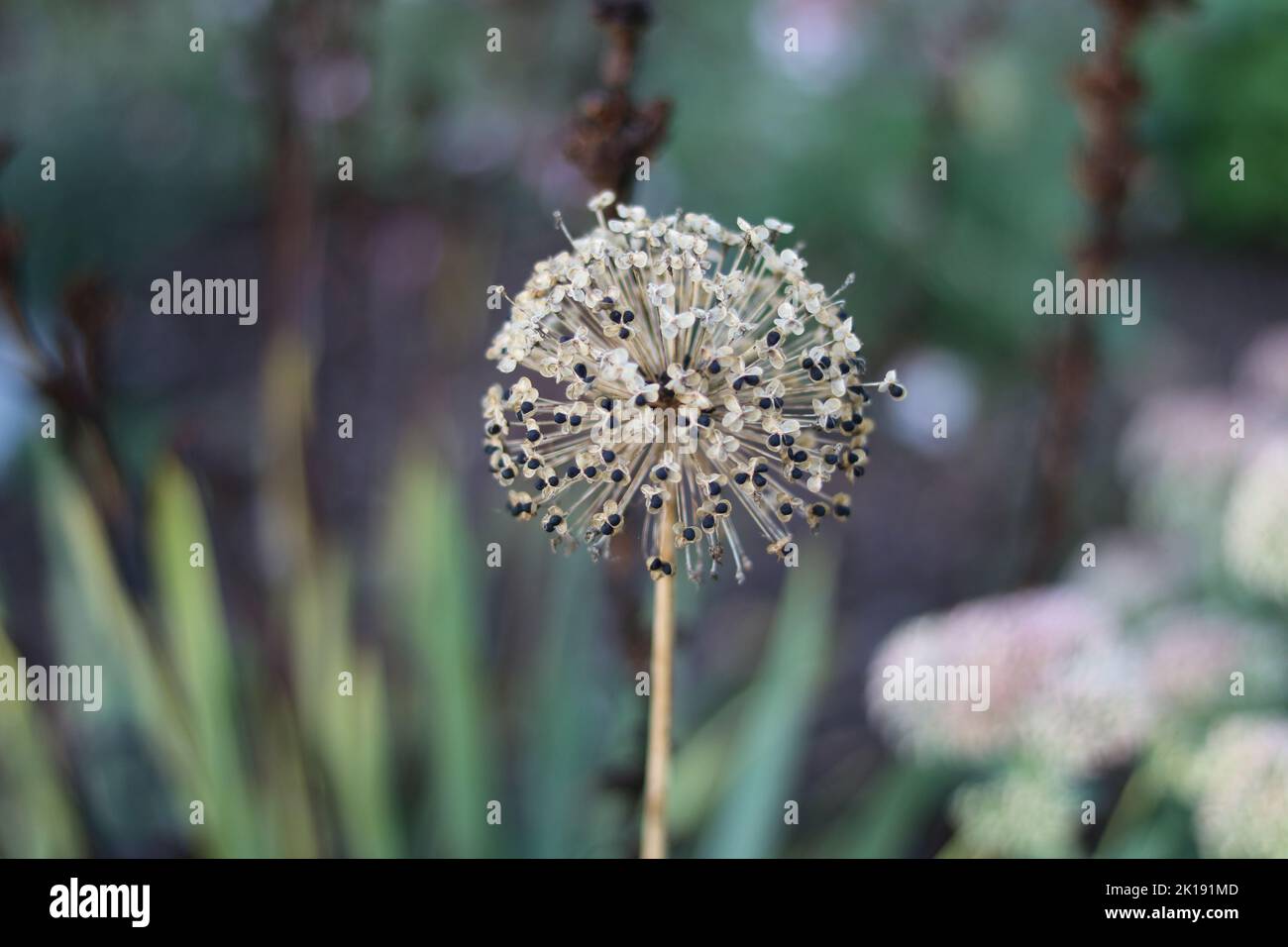 Autumn image of allium at the end of the flowering season with seeds visible Stock Photo
